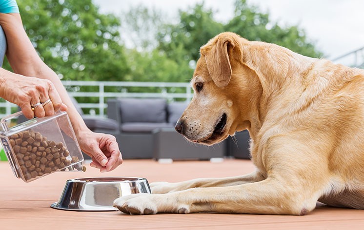 If you can no longer afford to feed and medicate your pet, you are at risk of committing an animal cruelty offence.